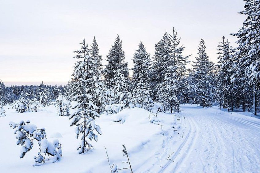 A snow-covered forest with a winding road. 4