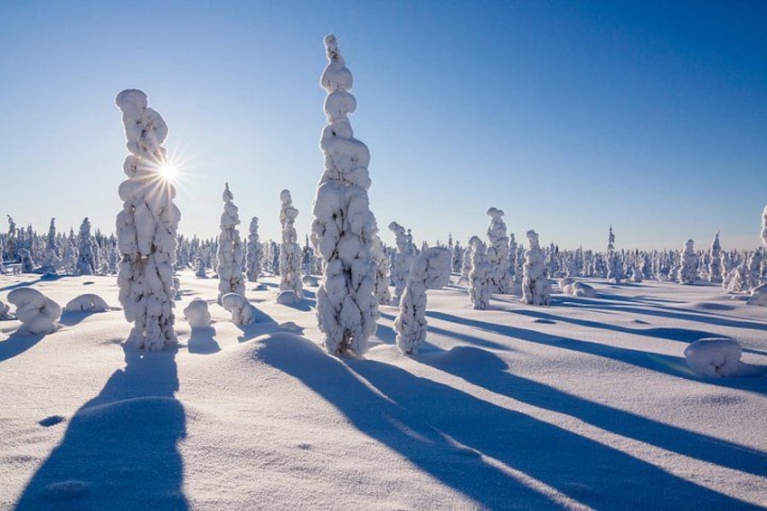 A snowy landscape with snow-covered trees and a clear blue sky. 5