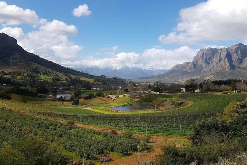 A vineyard with rows of grapevines, a small pond, and mountains in the background. 4