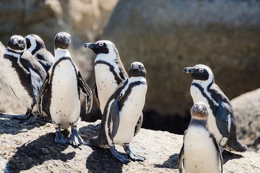 Penguins at Boulders 2