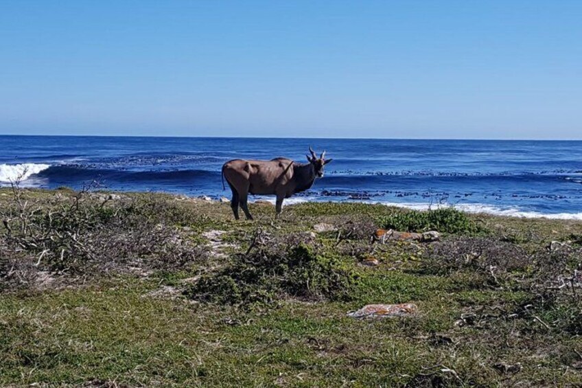 A cow standing on a grassy area near the ocean. 2
