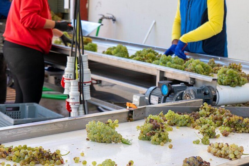 Ribera del Duero Wineries Guided Tour & Wine Tasting from Madrid 4