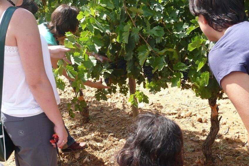 Vines 2