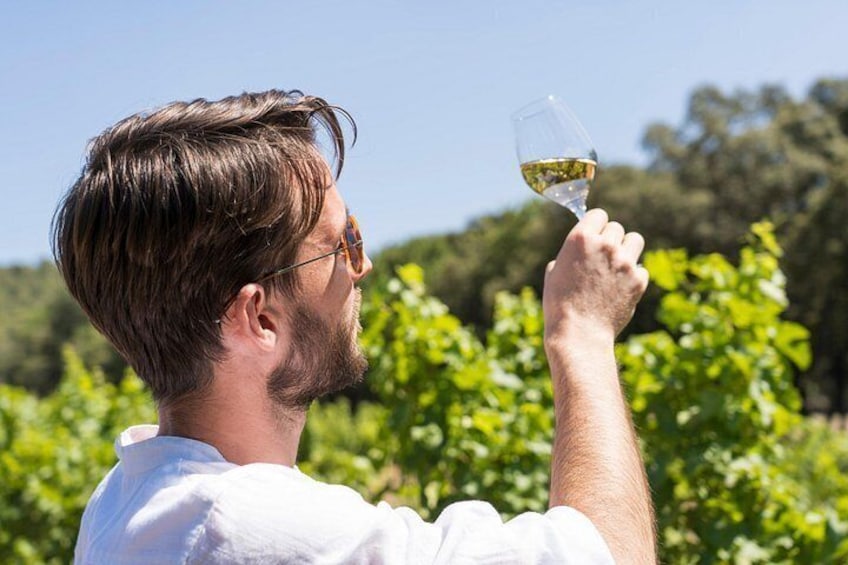 Bandol & Cassis Wine Tour From Aix en Provence 2