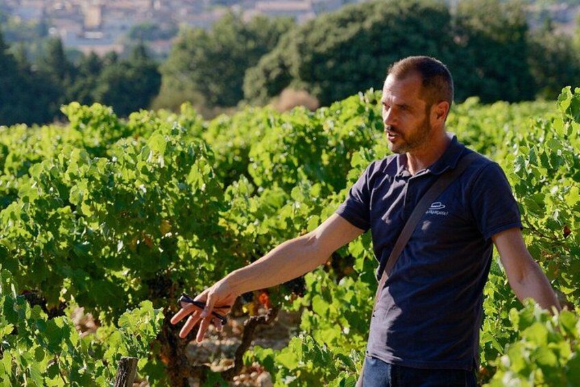 Bandol & Cassis Wine Tour From Aix en Provence 1