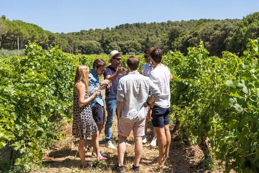 A group of people standing in a vineyard surrounded by rows of grapevines. 1