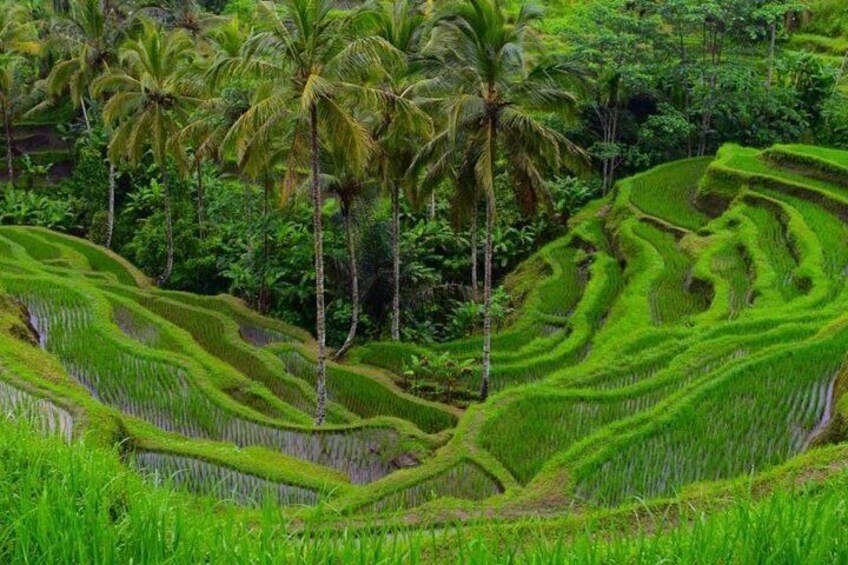 Rice Terrace