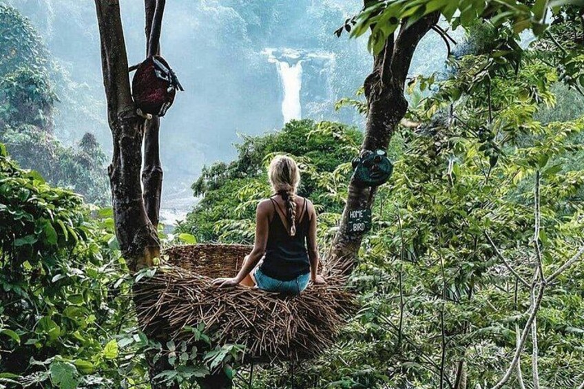 Bird Nest - Waterfall 2