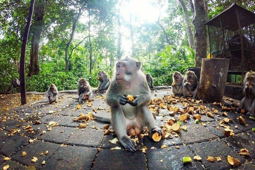 Rain Forest - Long Tailed Monkeys 2