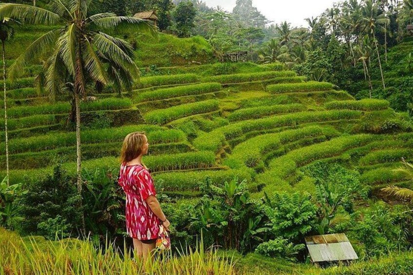 Tegalalang Rice Fields 2