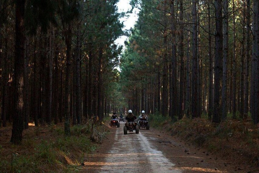 A forest road with vehicles. 4