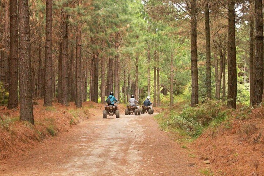 A dirt path through a forest with tall pine trees. 2