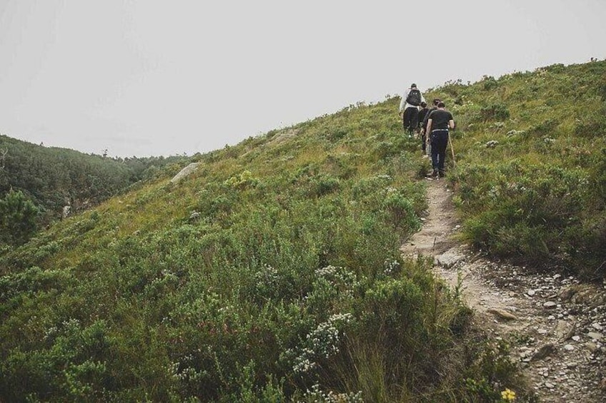 A group of people hiking on a dirt trail surrounded by greenery. 3