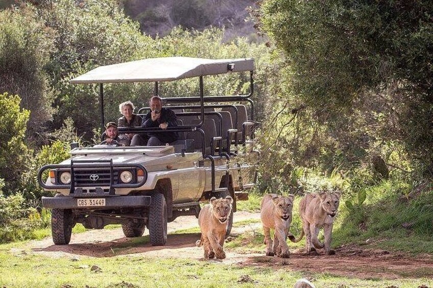 Private Garden Route Tour from Cape Town with Game Drive 5