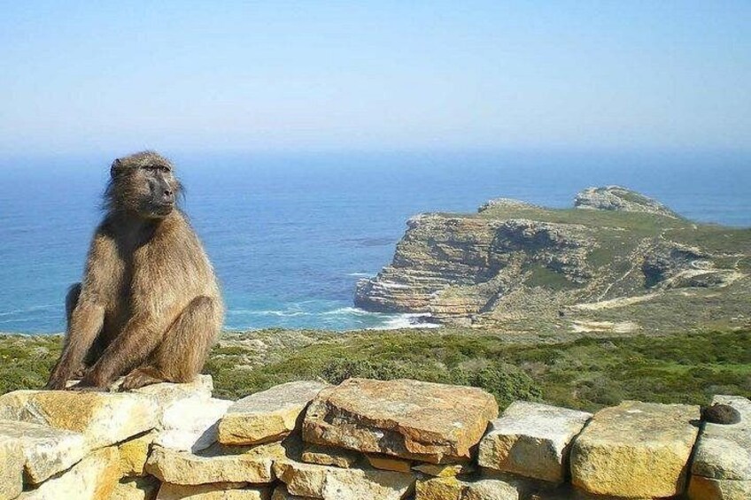 Monkey business 2