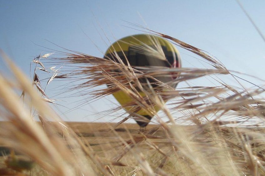 Lading in the fields 5