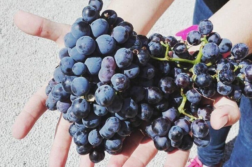 Grapes at harvest. 3