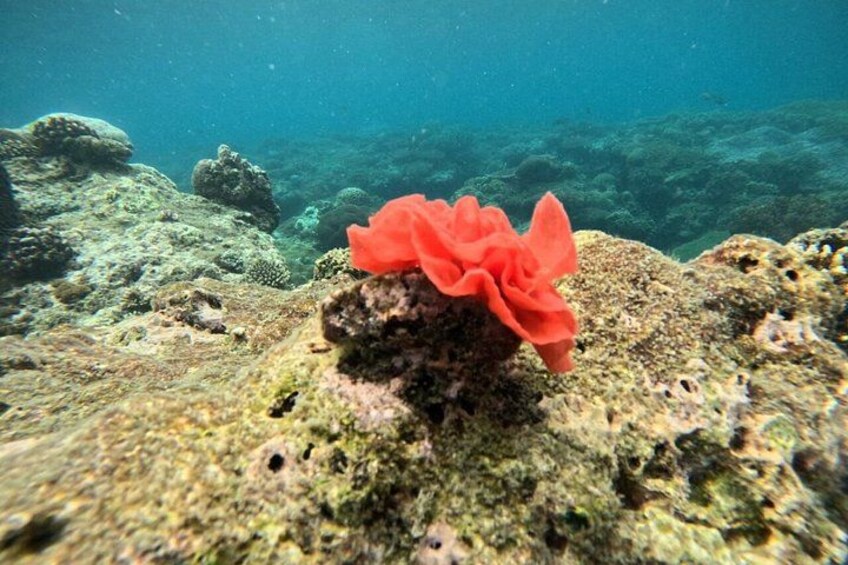 Bali to Gili Islands Fast Boat And Private Hotel Transfer 2