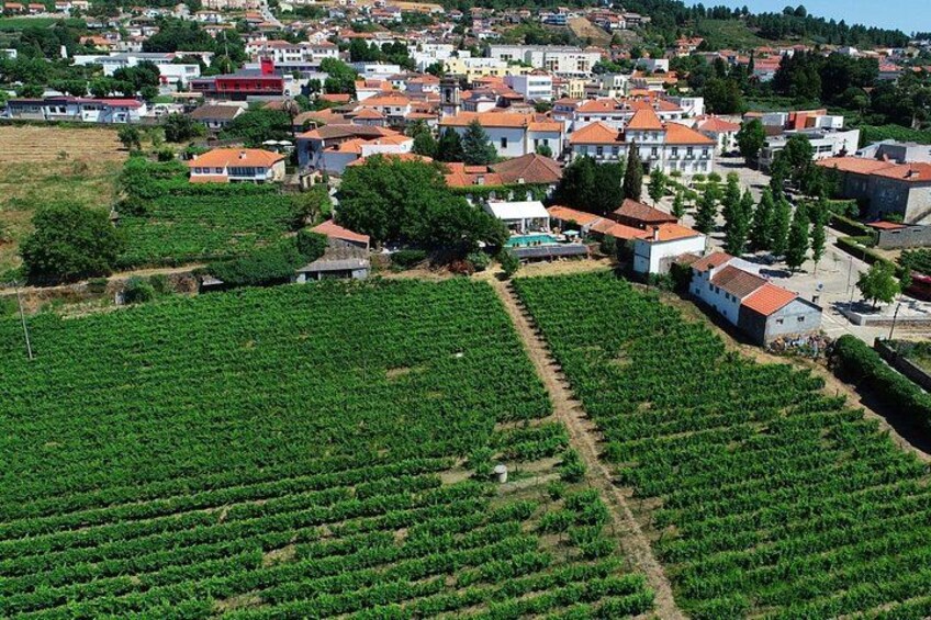 Amazing Vineyards 4