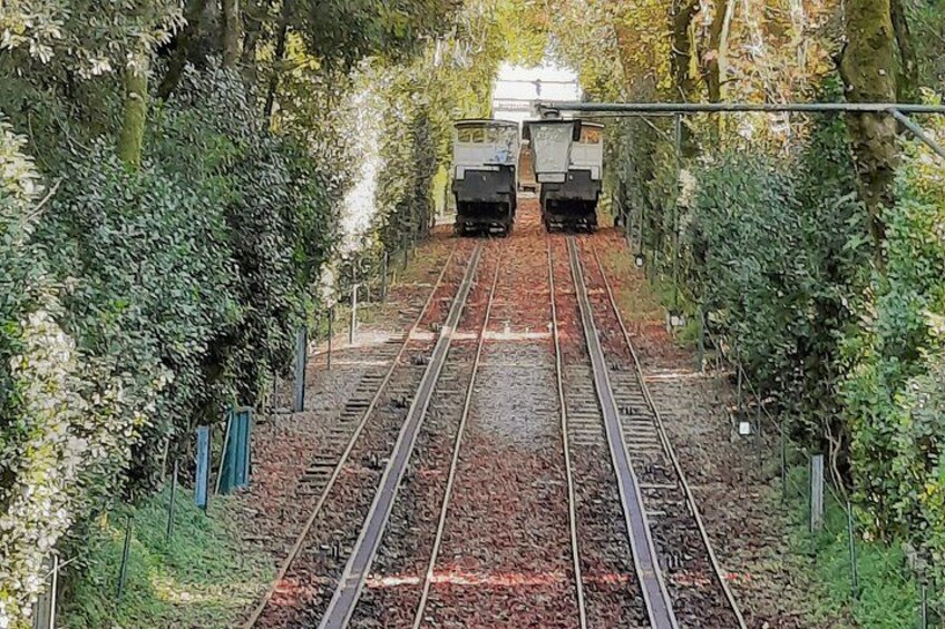 Railway tracks surrounded by dense foliage. 5