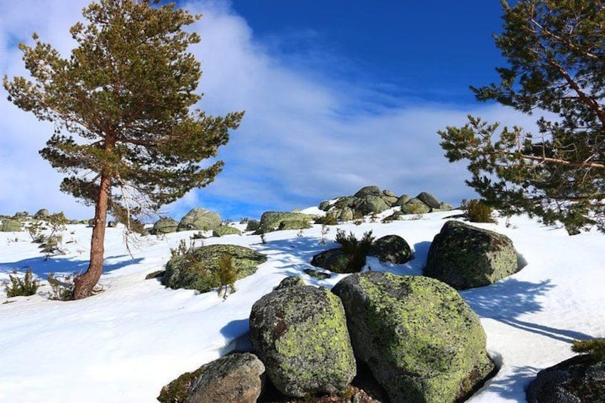 A snowy mountain landscape with large rocks and evergreen trees. 1