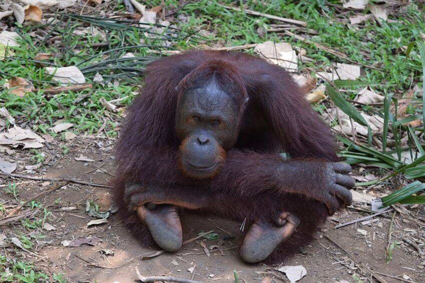 Un orang-outan est assis par terre, entouré de feuilles et d’herbe séchées. 4