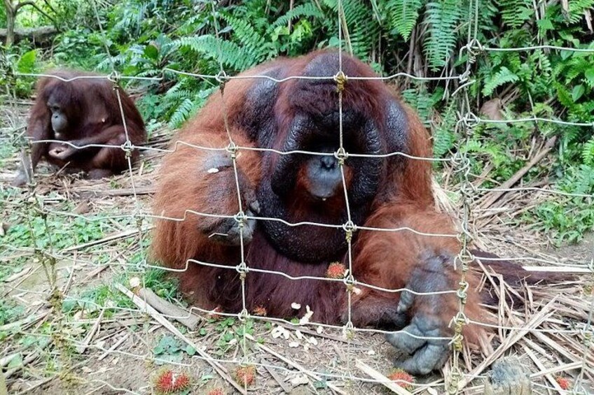 Des orangs-outans derrière une clôture en fil de fer, dans un environnement naturel et au milieu de la végétation. 3