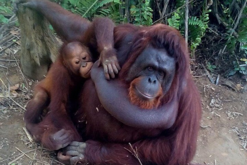 En orangutang med sin unge. 1