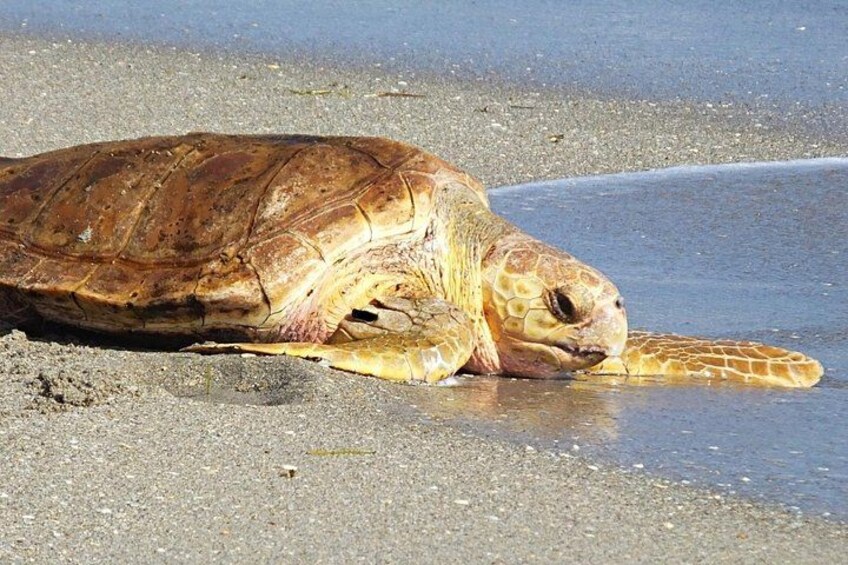 Turtle beach, Iztuzu Beach Dalyan 3