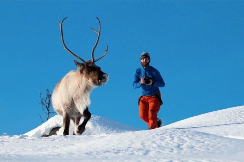 A reindeer with large antlers and a person in a blue jacket and red pants standing on a snow-covered slope. 1