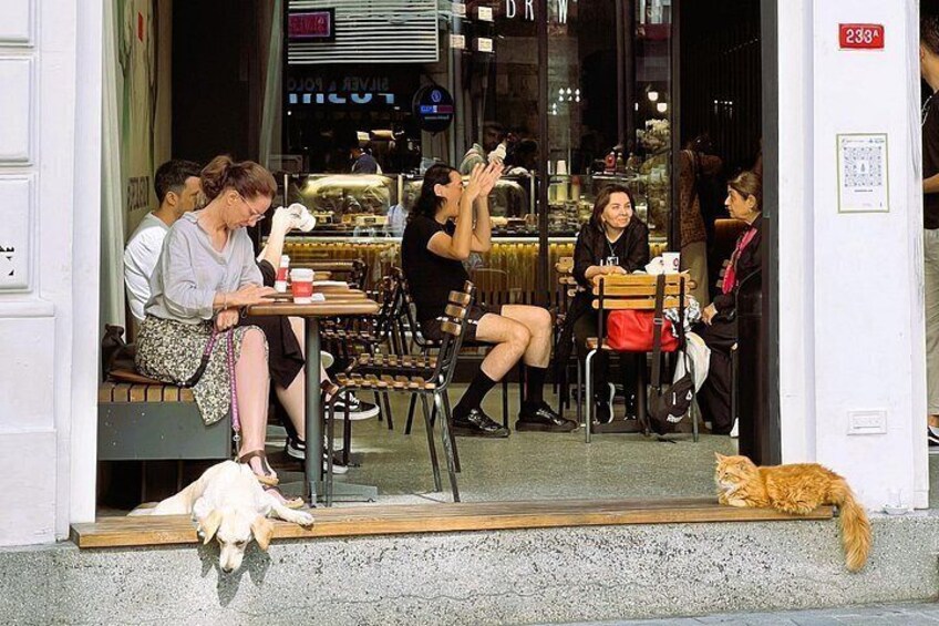 Istanbul is known for its abundance of stray animals. If you're a cat or dog lover, Istanbul is definitely the city for you. We love animals in Istanbul. 5