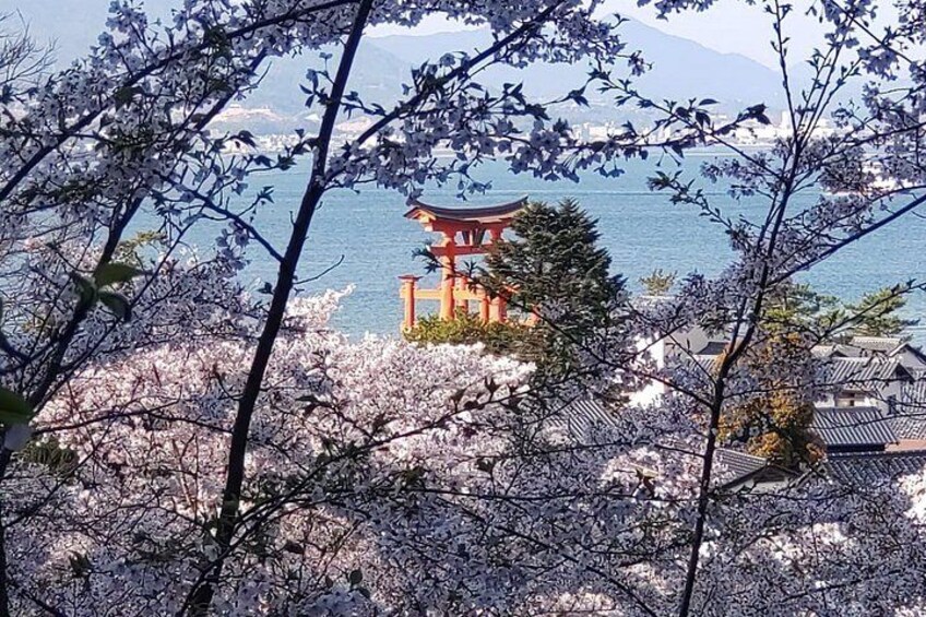 Flores de cerezo, un torii japonés tradicional y una masa de agua. 3