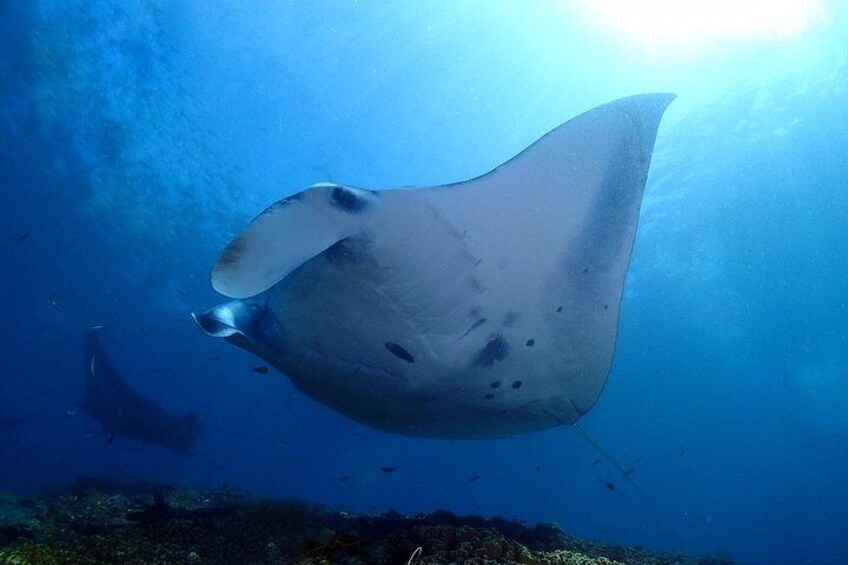 Close encounter with the majestic Manta Rays in Nusa Penida