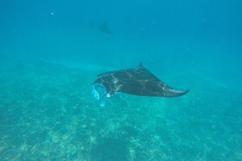 Diving with Mantas in Nusa Penida