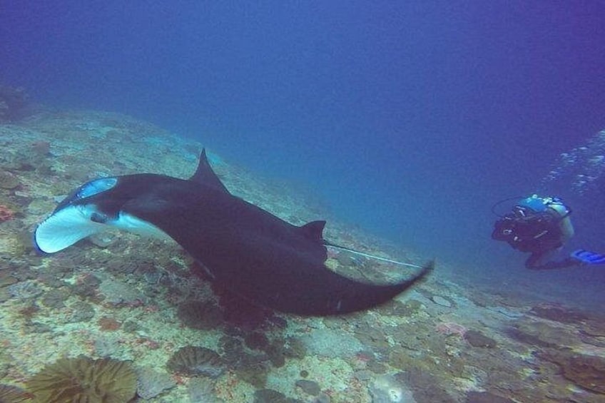 A diver and a stingray underwater. 2