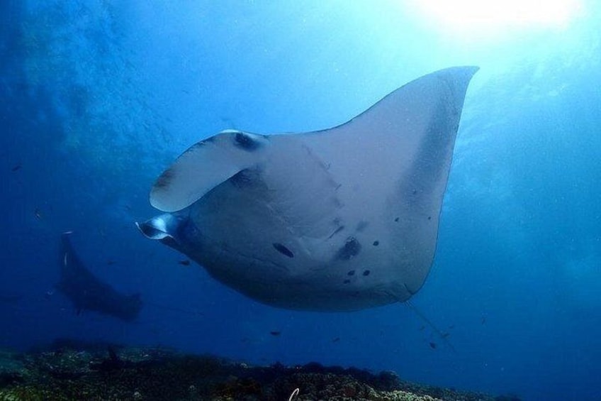 A manta ray swimming underwater with sunlight filtering through the water. 3
