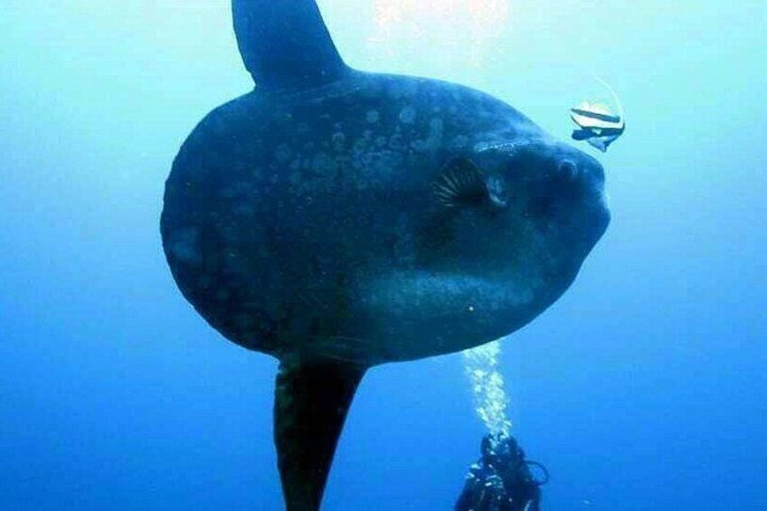 Mola Mola at Nusa Penida 4