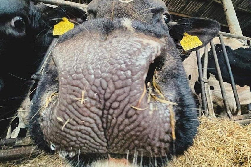 Meet the cows 4