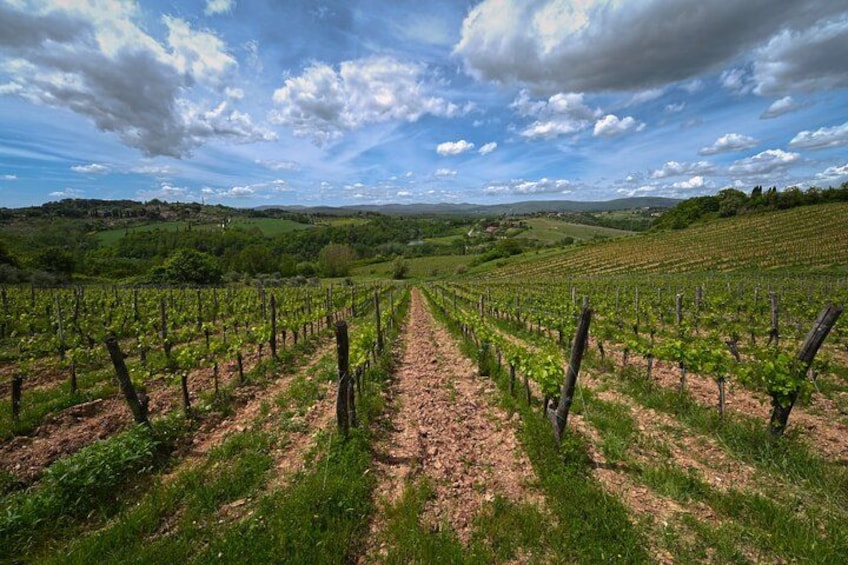 Ein Weinberg mit Reihen von Rebstöcken unter einem teils bewölkten Himmel. 1