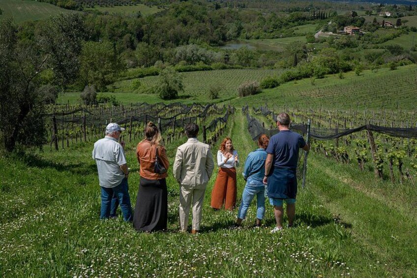 Un grupo de personas de pie sobre una colina cubierta de césped, con vistas a viñedos. 4