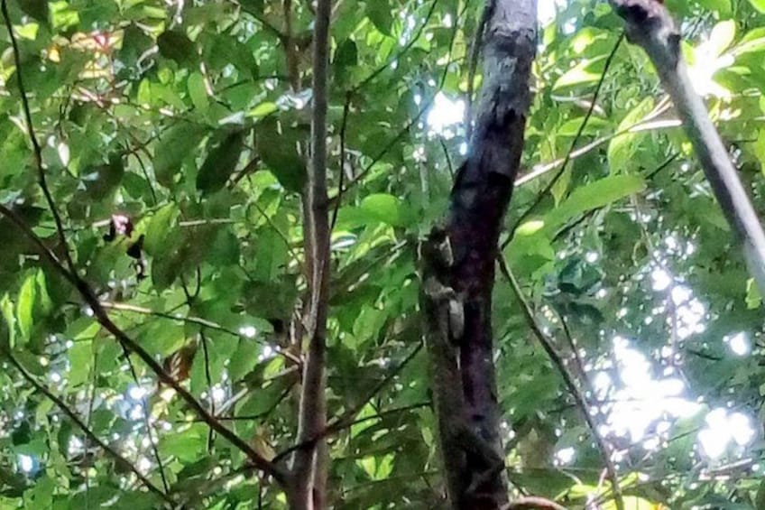 A dense forest with green foliage and a tree trunk. 4
