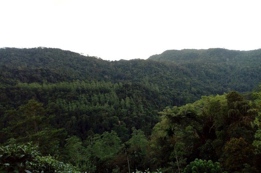 A dense forested mountain range. 3