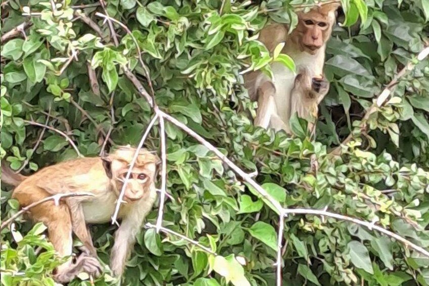 Udawalawe Forest 4