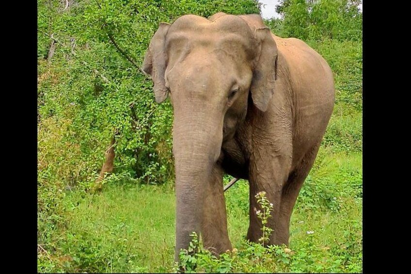 Udawalawe Forest 3