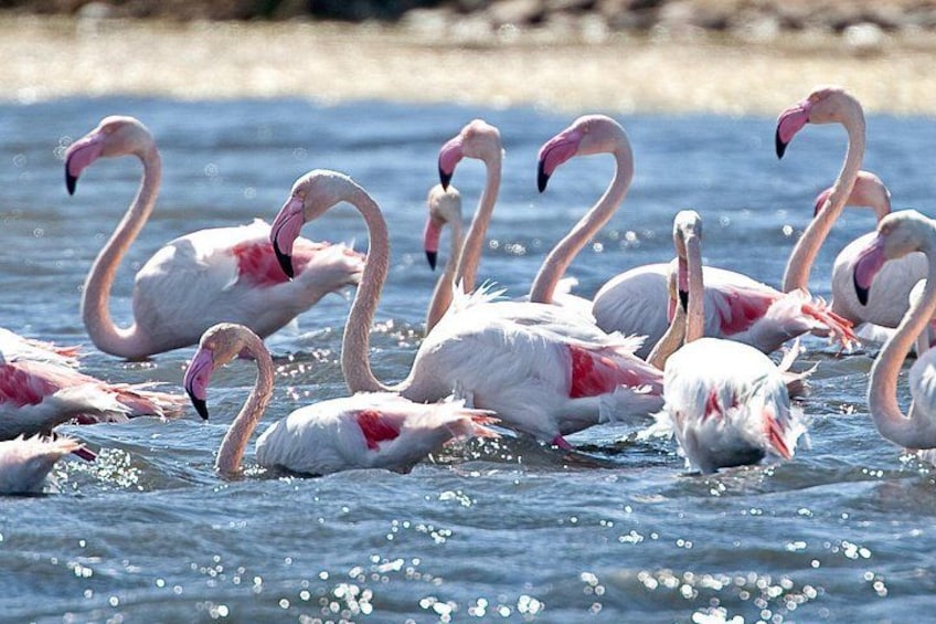 A group of flamingos in water. 1