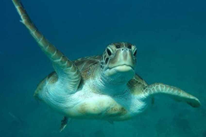 A sea turtle swimming underwater. 3