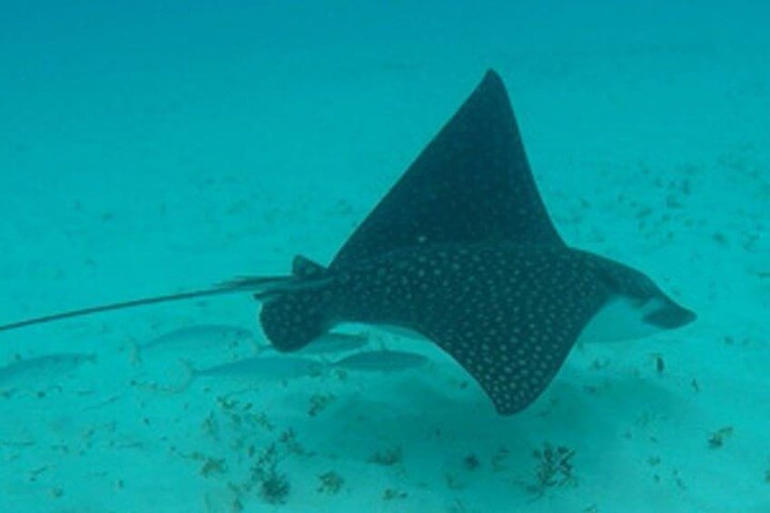 A large spotted fish swimming underwater. 2