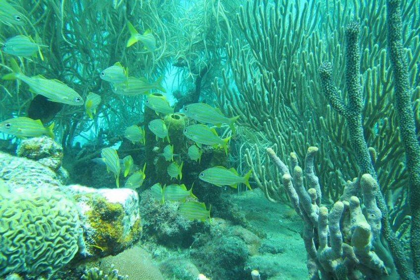Barbados Catamaran Turtle and Shipwreck Snorkeling Cruise 3