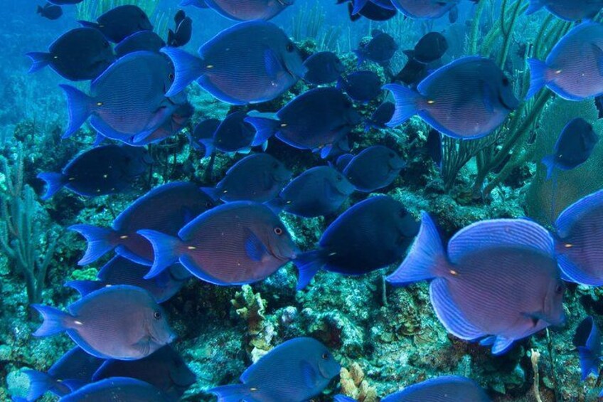 Observe marine life up close from the underwater viewing cabin 3