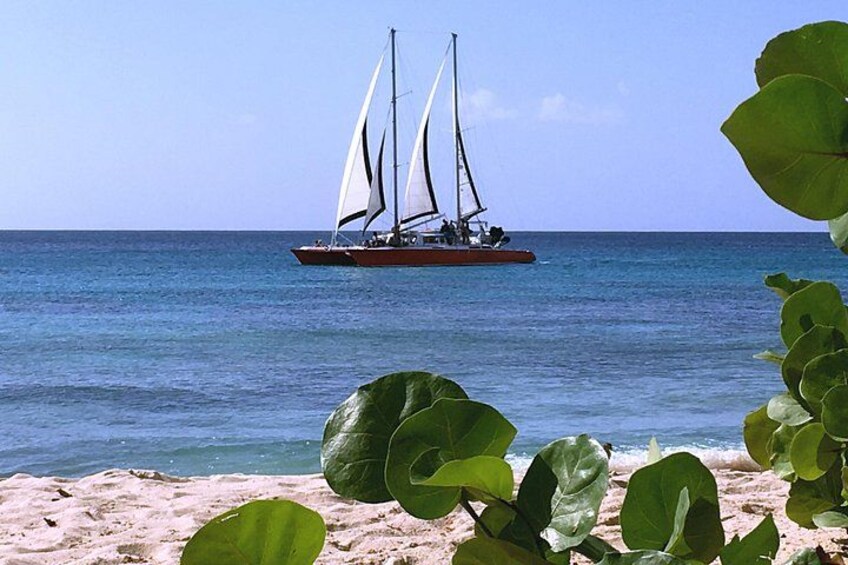 Barbados Catamaran Turtle and Shipwreck Snorkeling Cruise 2